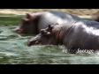 Hippos 3 1099